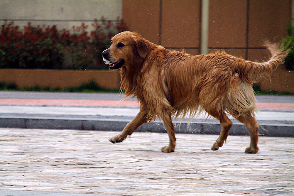 金毛寻回犬