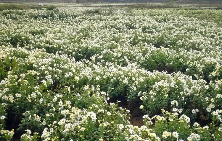 麻城福白菊