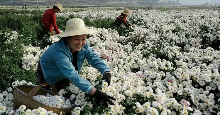 麻城福白菊