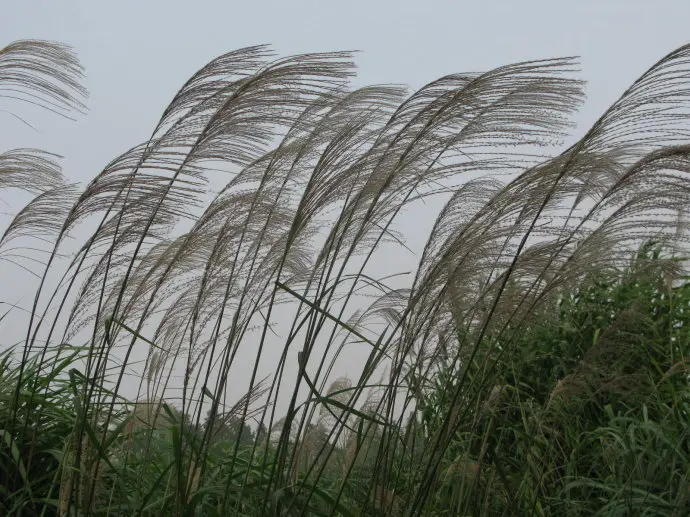 五节芒