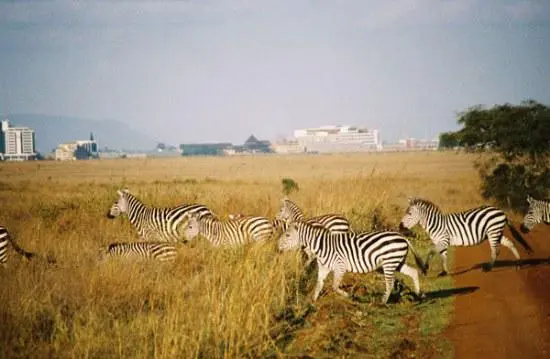 内罗毕国家公园
