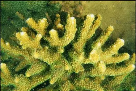 鹿角珊瑚属