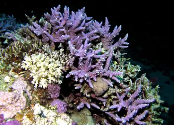 珊瑚纲