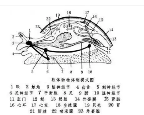 软体动物