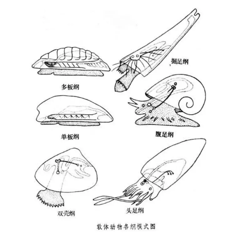 软体动物