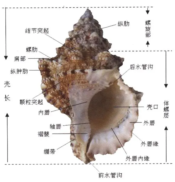 软体动物