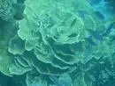 硬珊瑚