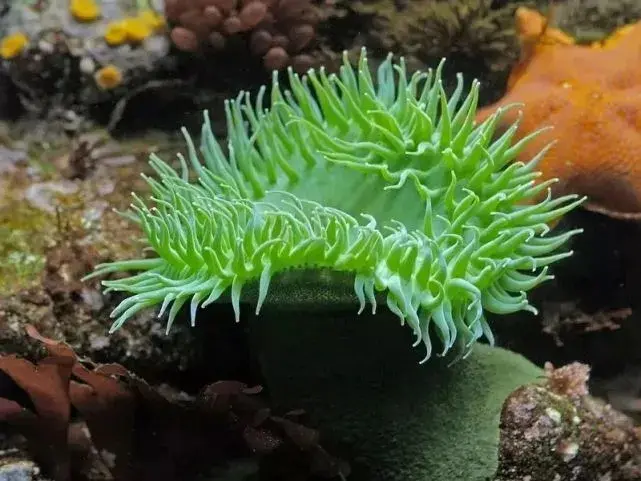 海葵
