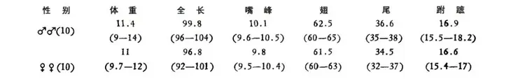 黄腹山雀