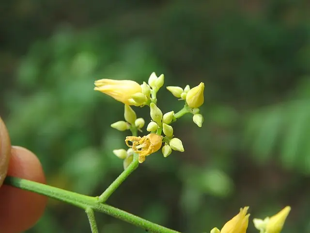 橡胶树