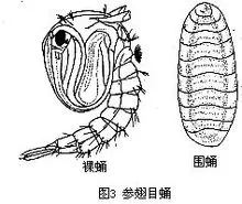 双翅目