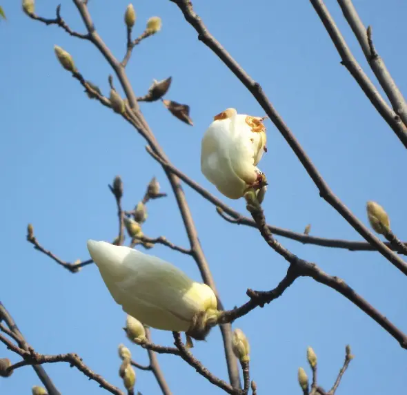 木兰科