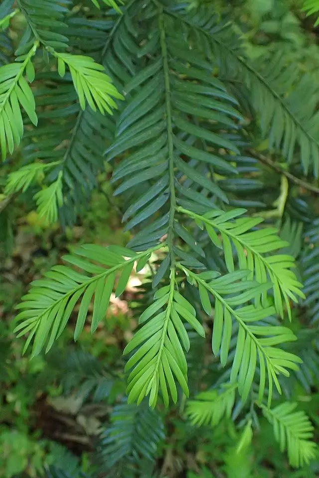 红豆杉