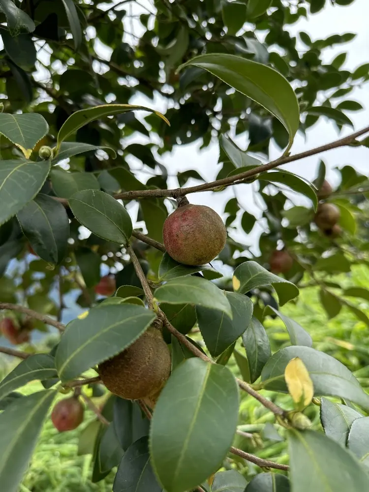 山茶属