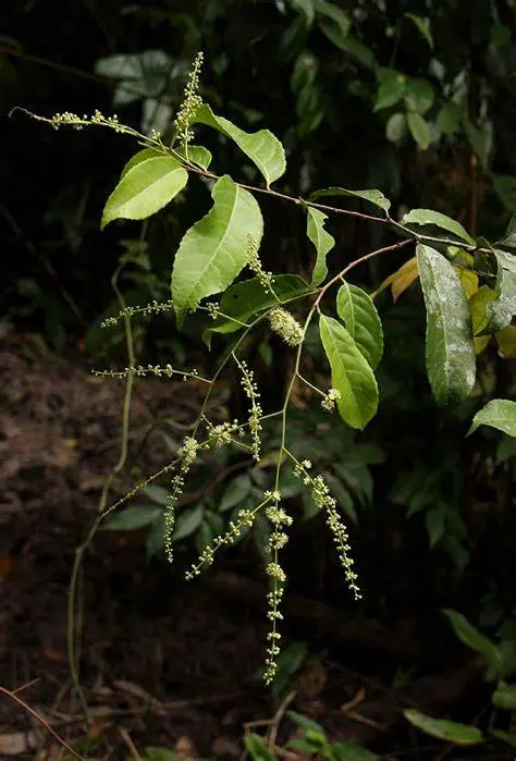 杨柳科