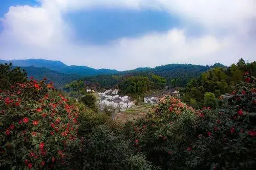 德兴红花茶油