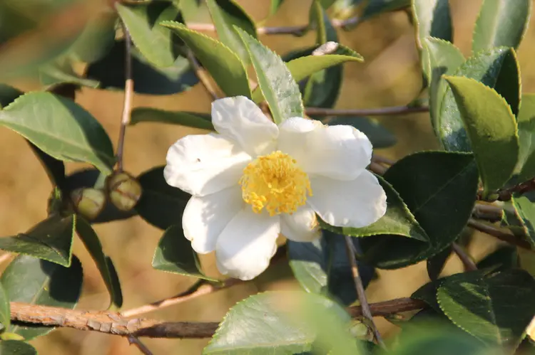 油茶