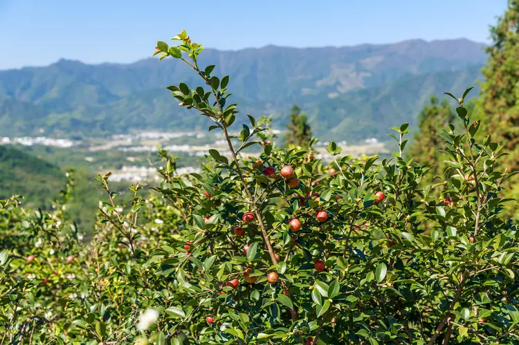 油茶