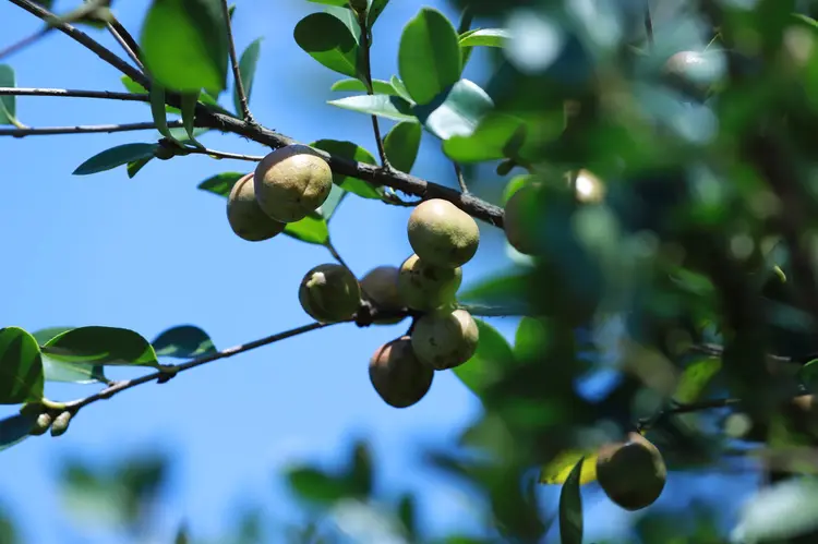 茶油