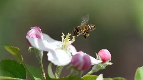 蔷薇科