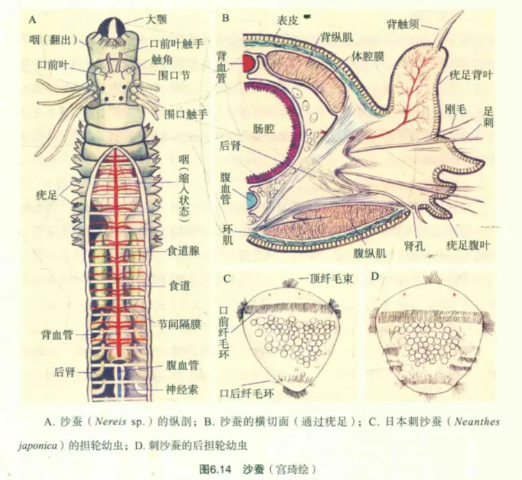 环节动物门