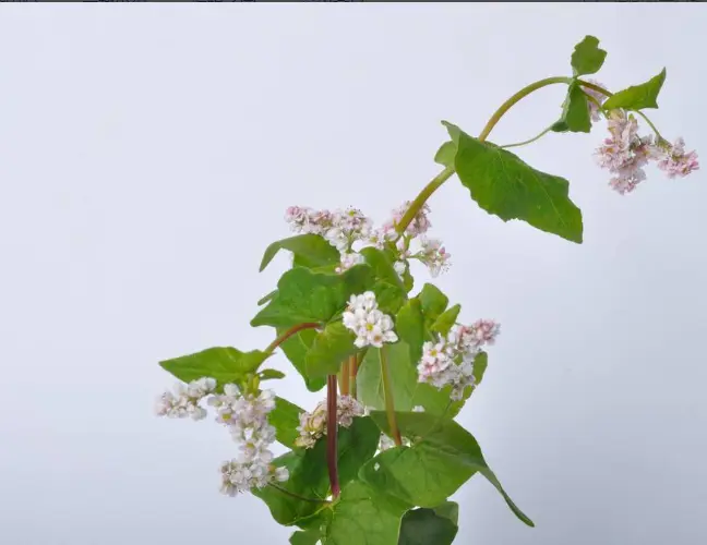 荞麦面