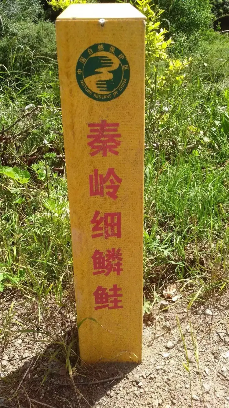 秦岭细鳞鲑