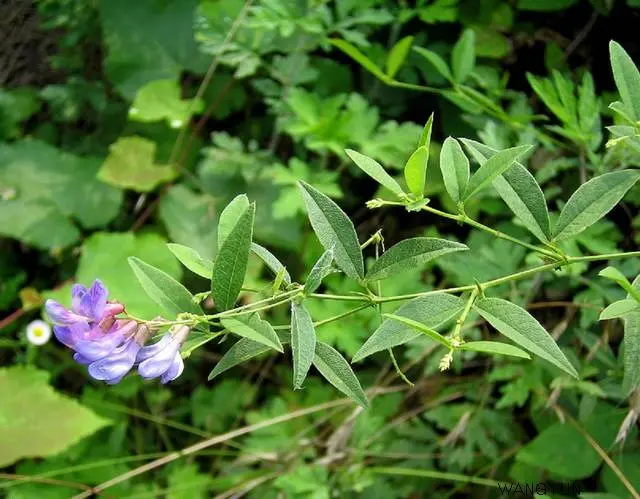 歪头菜