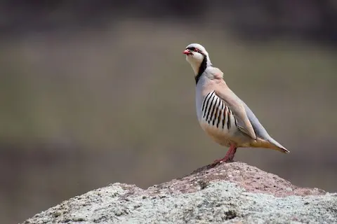 石鸡