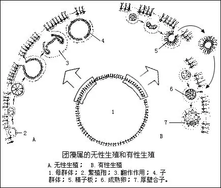 绿藻门