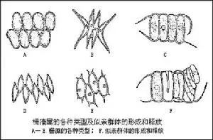 绿藻门