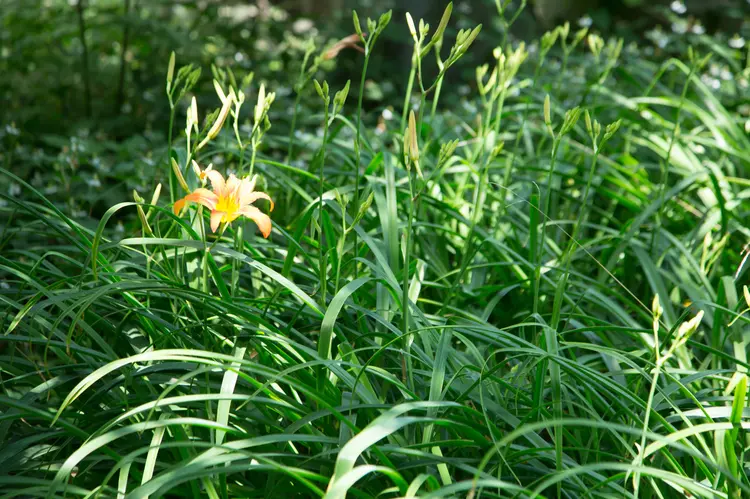 黄花菜