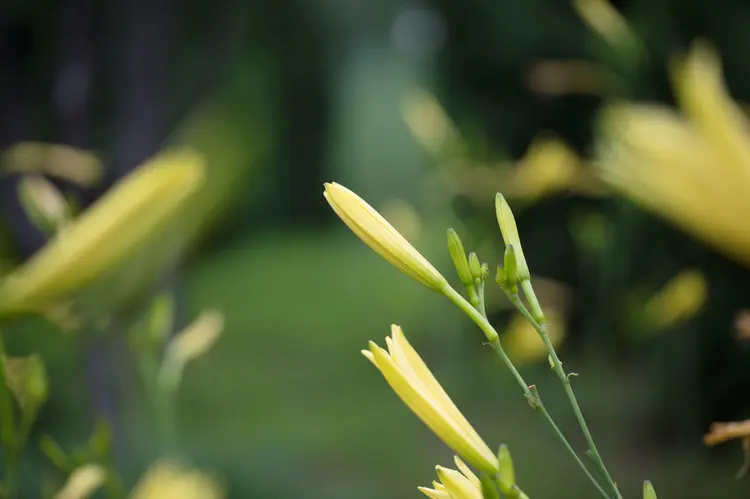 黄花菜