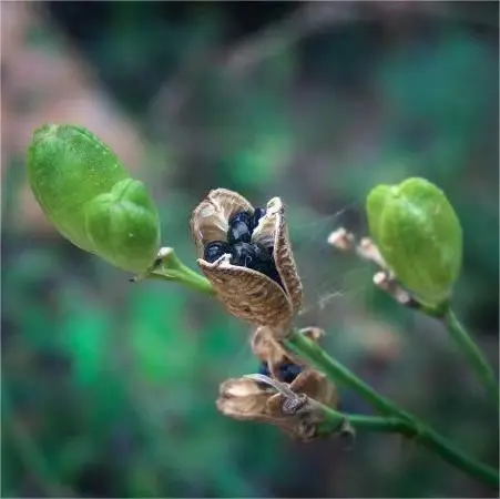 黄花菜