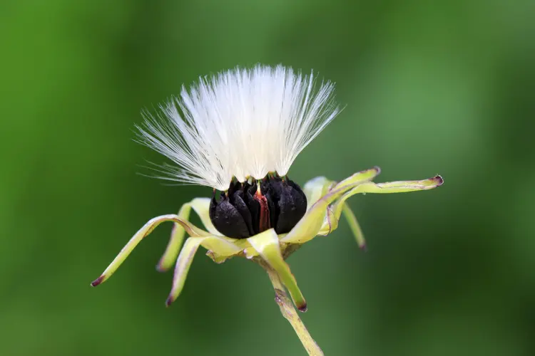 黄花菜