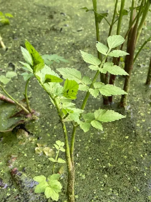 水芹