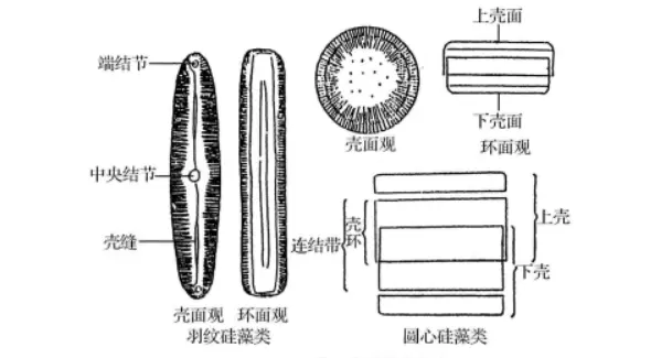 硅藻门