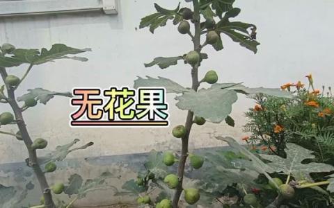 无花果